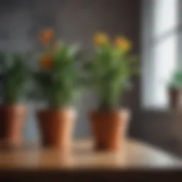 Elegant ceramic indoor flower pots