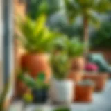 Outdoor Potted Plants for Patio: A Comprehensive Guide Introduction