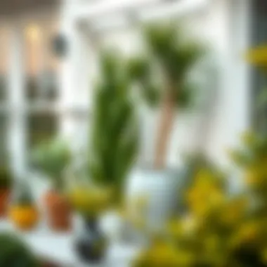 Notable Outdoor Potted Plants for Patio: A Comprehensive Guide Notable Outdoor Potted Plants for Patio: A Comprehensive Guide