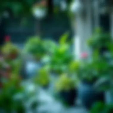 Outdoor Potted Plants for Patio: A Comprehensive Guide Summary Outdoor Potted Plants for Patio: A Comprehensive Guide Summary